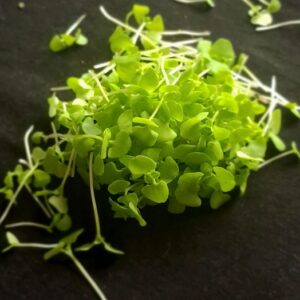 Basilic italien Bio/ sur commande