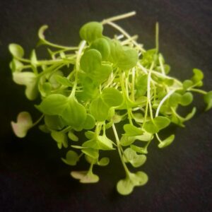 Moutarde blanche Bio/ sur commande