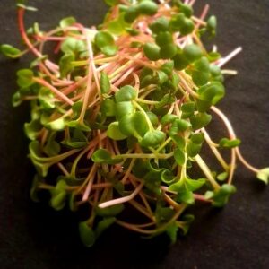 Radis rose Bio/ sur commande