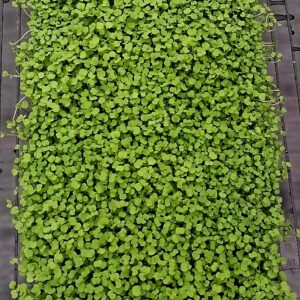 Roquette Bio plateaux 50X27 vivante/ sur commande