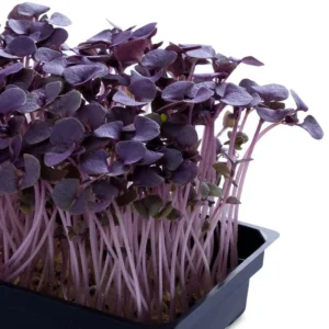 Basilic bronze Bio/ sur commande
