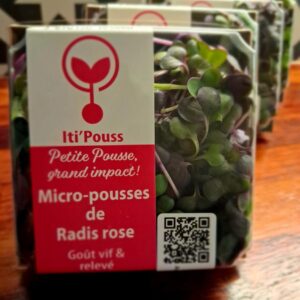 Radis pourpre / Radis rose Boites 70 g/ sur commande