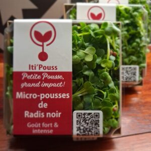 Radis noir Boite de 70 gr/ sur commande