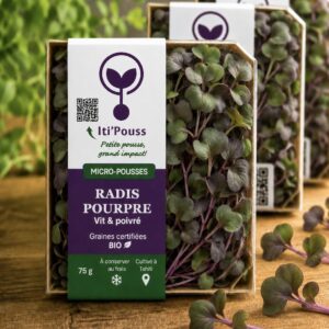 RADIS POURPRE boite de 75gr / Sur commande